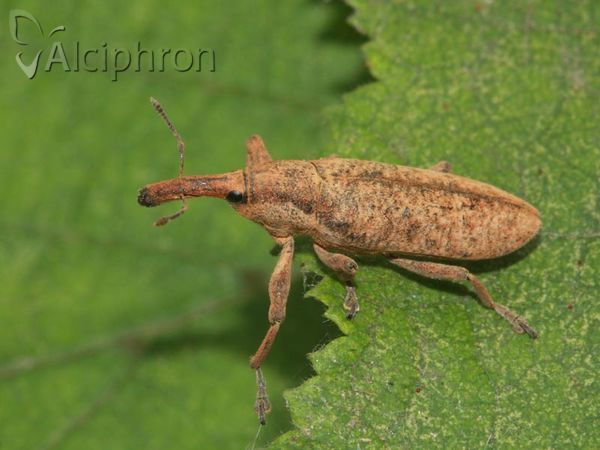 Lixus pulverulentus