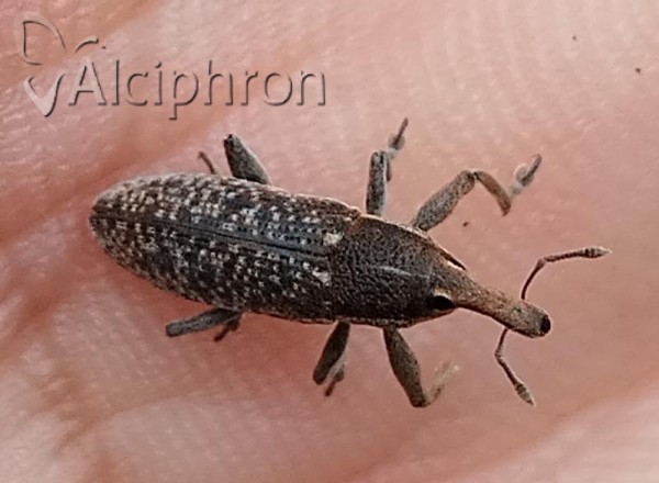 Lixus punctiventris