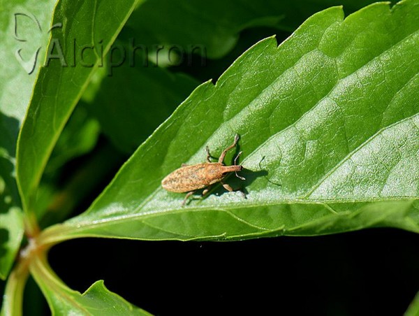 Lixus rubicundus