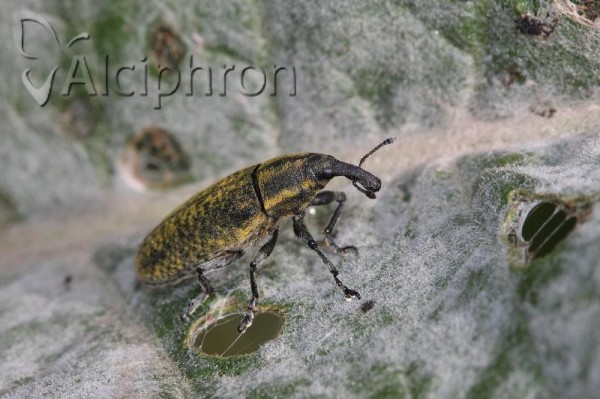 Lixus cardui