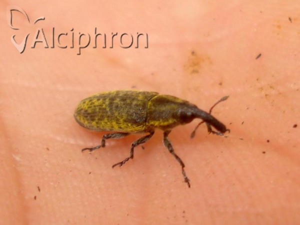 Lixus cardui