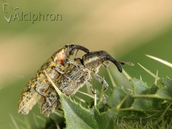 Lixus filiformis