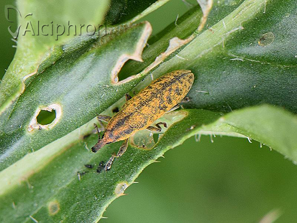 Lixus filiformis
