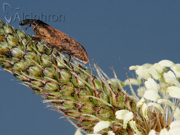 Lixus brevipes