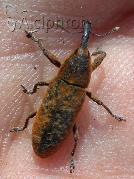 Lixus brevipes
