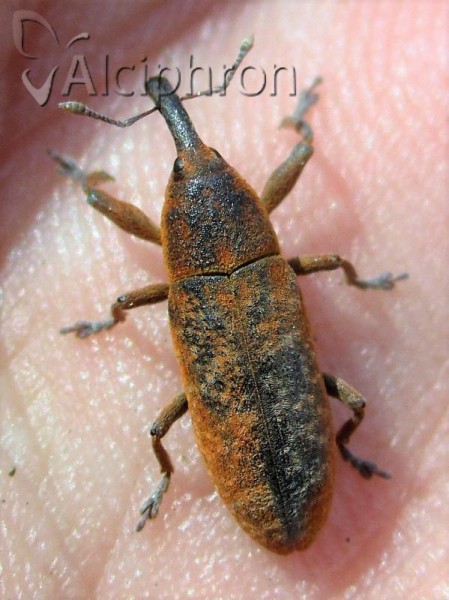 Lixus brevipes