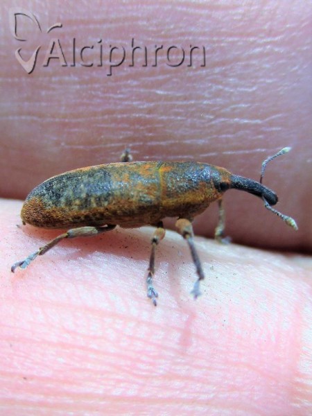 Lixus brevipes