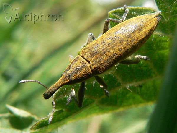 Lixus iridis