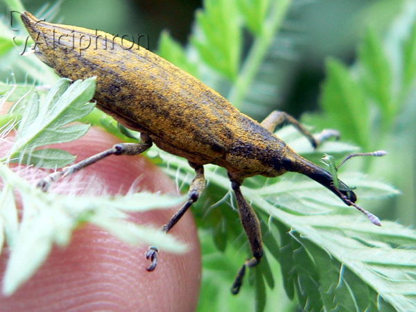 Lixus iridis