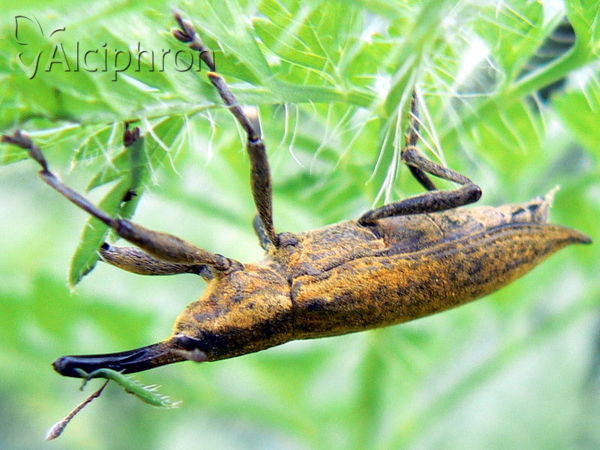Lixus iridis
