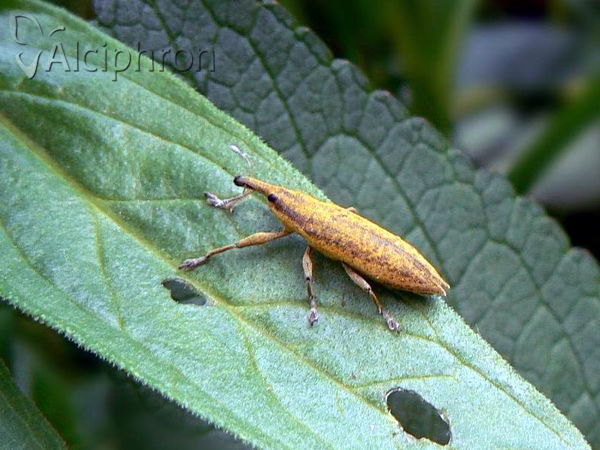 Lixus iridis