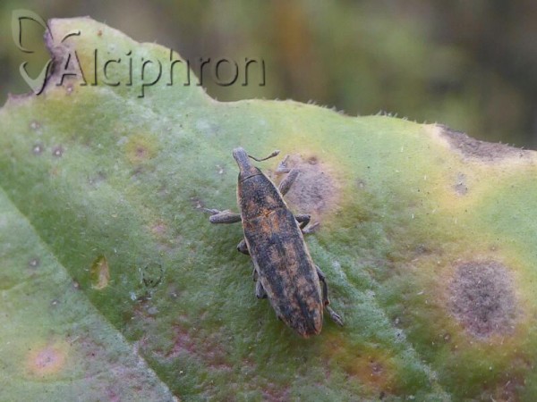Lixus punctirostris
