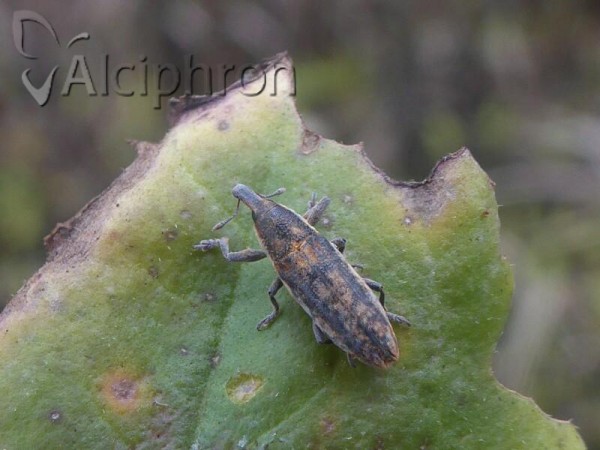 Lixus punctirostris