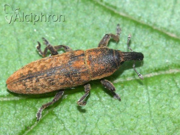Lixus subtilis