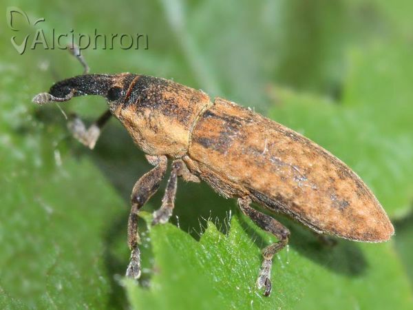 Lixus subtilis