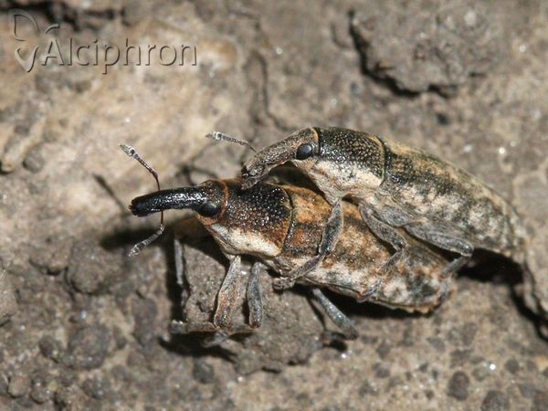 Lixus subtilis