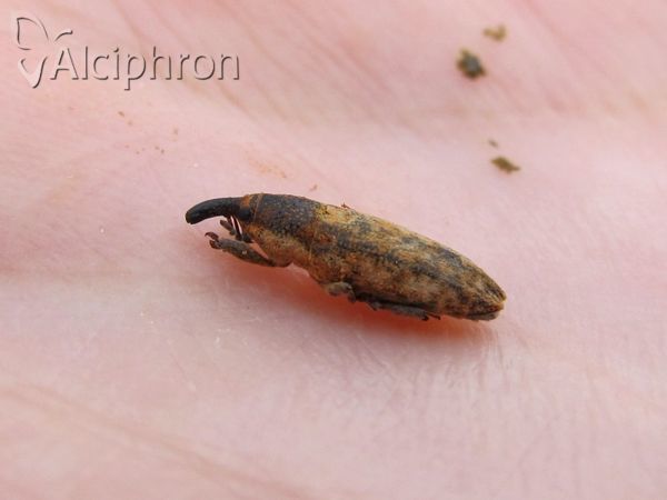 Lixus subtilis