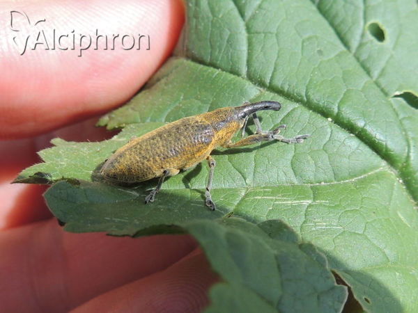 Lixus angustus