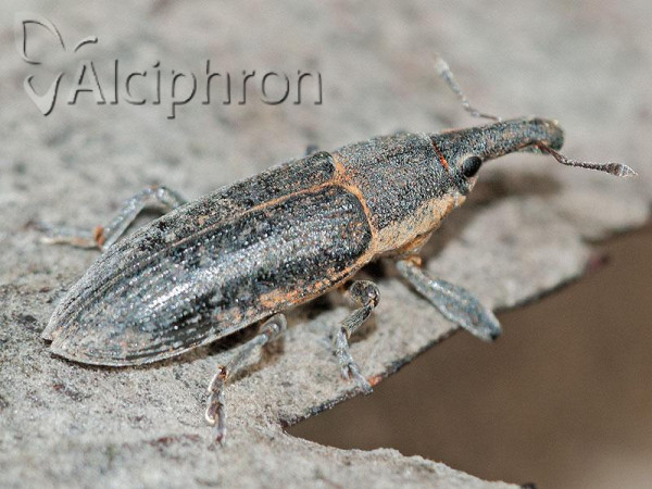 Lixus bituberculatus