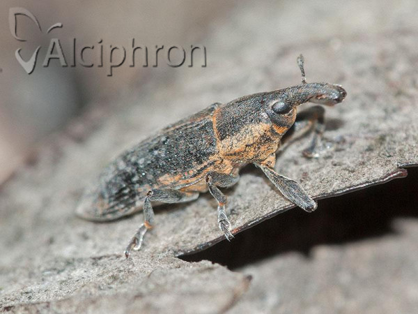 Lixus bituberculatus