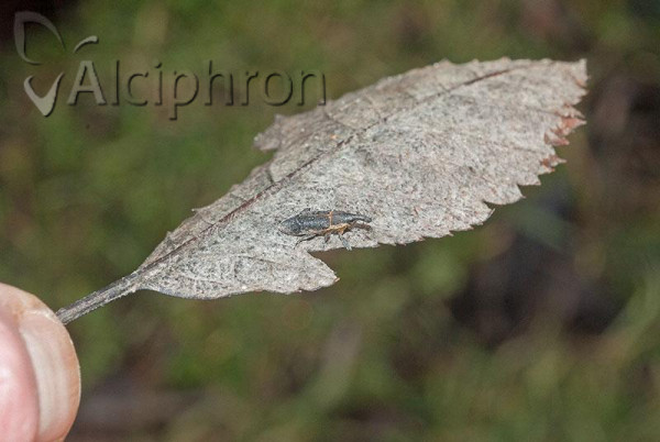 Lixus bituberculatus