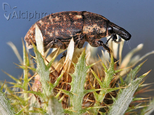 Larinus pollinis