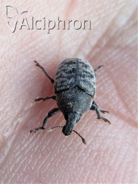 Larinus obtusus