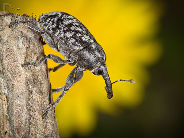 Larinus centaurii