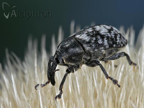 Larinus centaurii