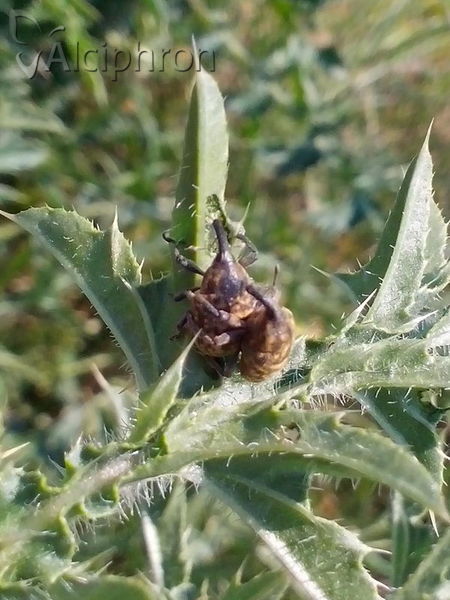 Larinus jaceae