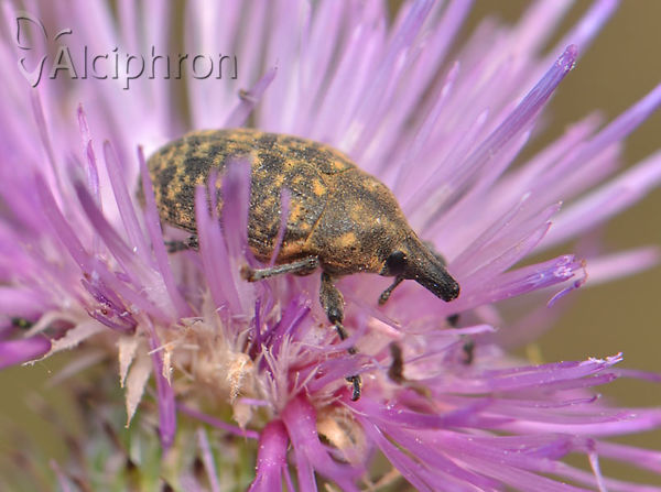Larinus turbinatus