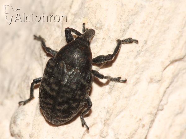 Larinus turbinatus