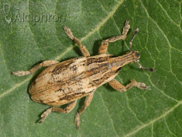 Pseudocleonus cinereus