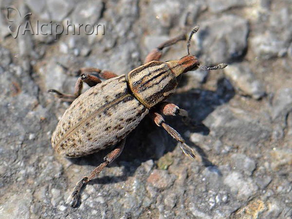 Pseudocleonus cinereus