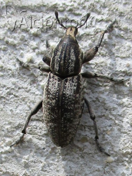 Pseudocleonus cinereus