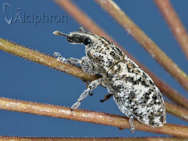 Cyphocleonus dealbatus