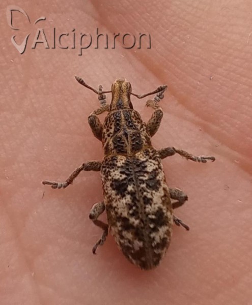 Cyphocleonus dealbatus