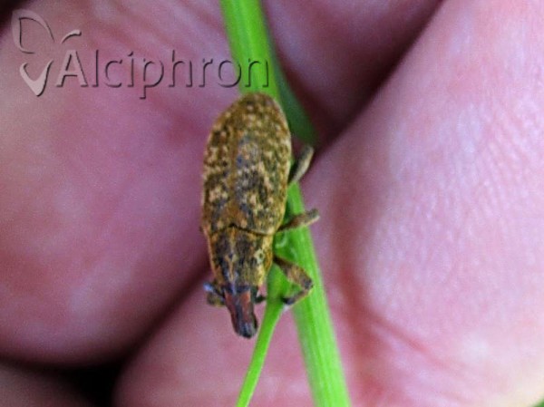 Cyphocleonus trisulcatus