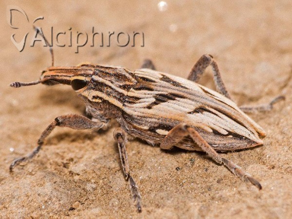 Coniocleonus nigrosuturatus