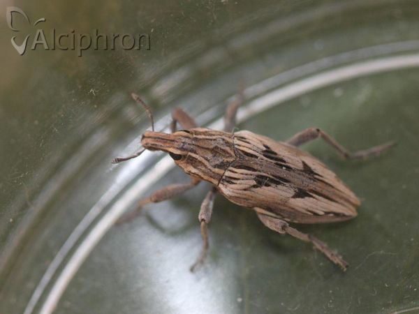 Coniocleonus nigrosuturatus