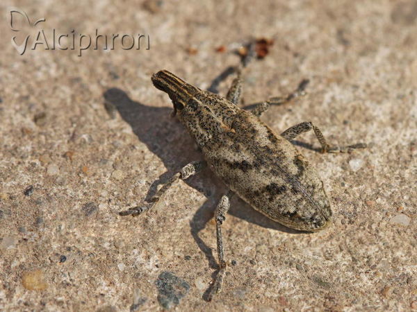 Cleonis pigra
