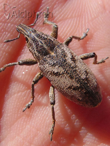 Cleonis pigra