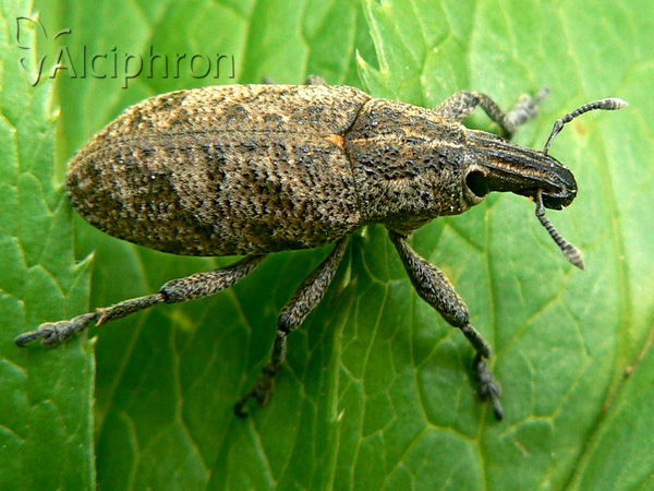 Cleonis pigra