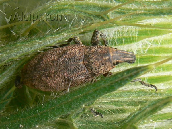 Cleonis pigra