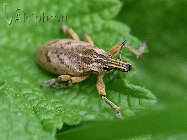 Cleonis pigra