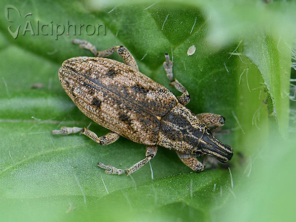 Cleonis pigra