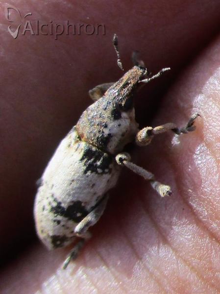 Bothynoderes affinis