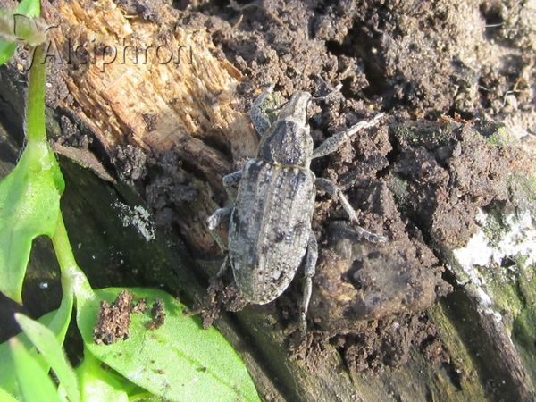 Asproparthenis punctiventris