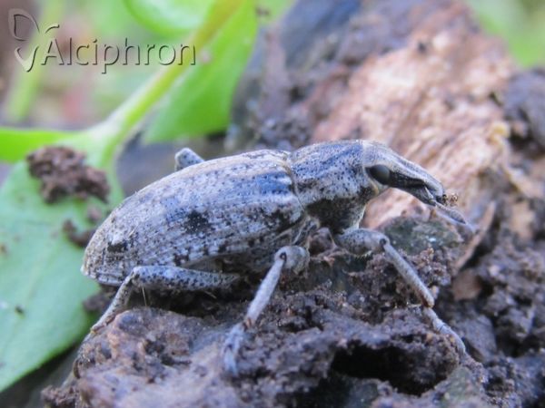 Asproparthenis punctiventris