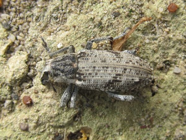 Asproparthenis punctiventris